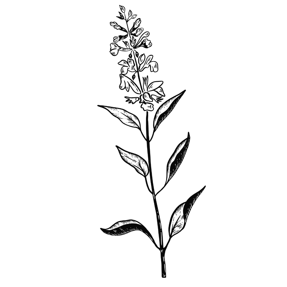 Exploring the World of Smokable Herbs — Be Blissed