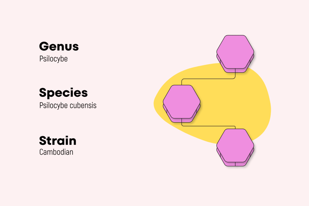 species strains cambodian