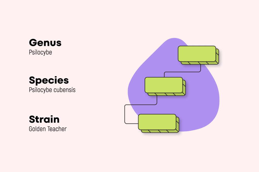 Golden Teacher Mushroom Strain