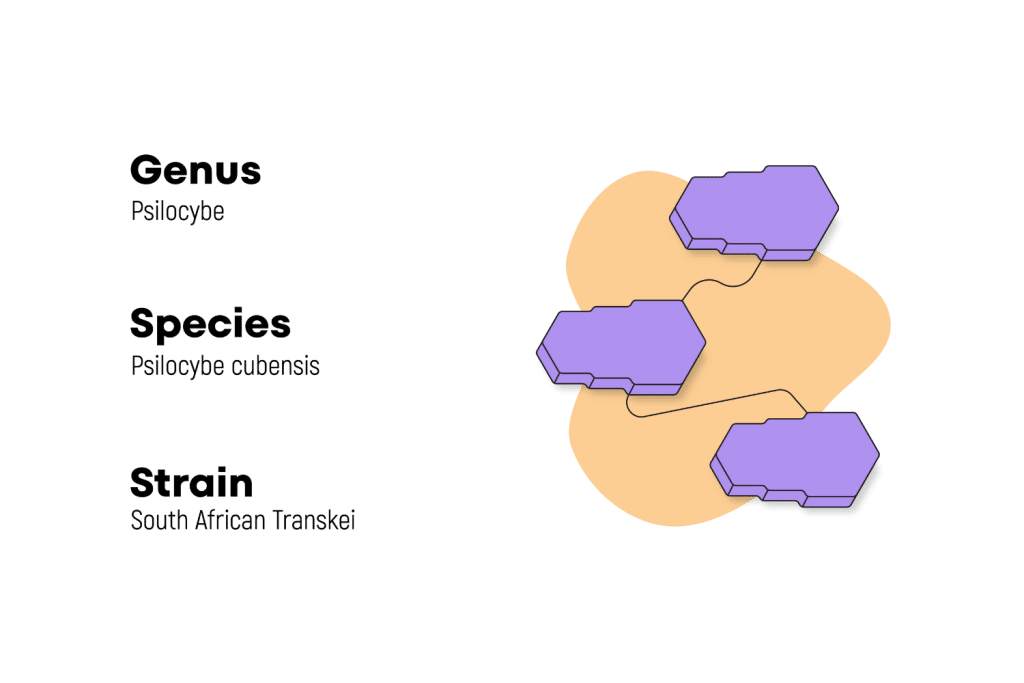 species strains south african transkei