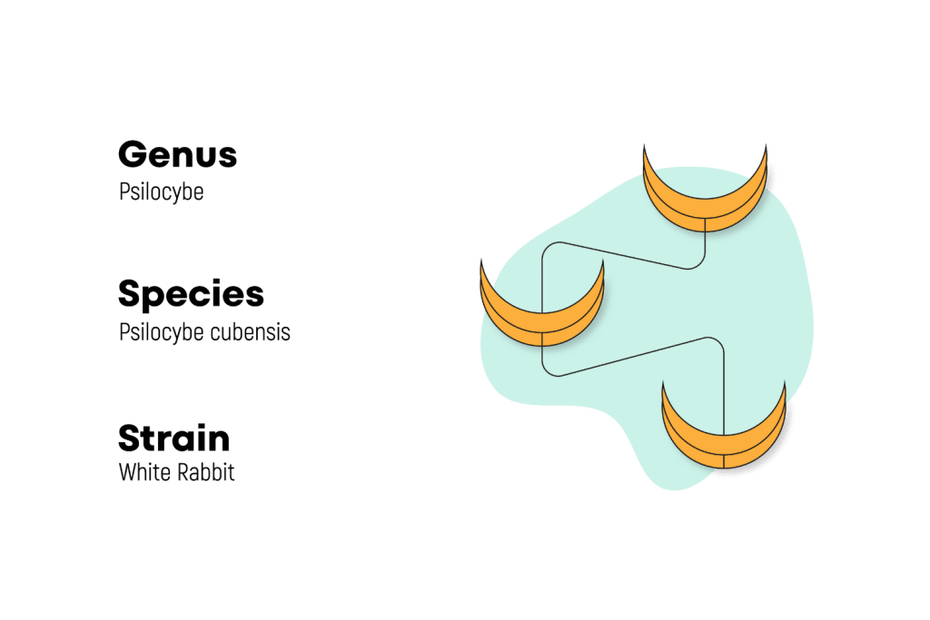 species strains white rabbit