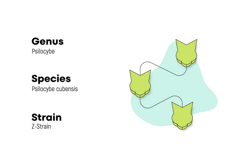 species-strains-z-strain-1024x683.png