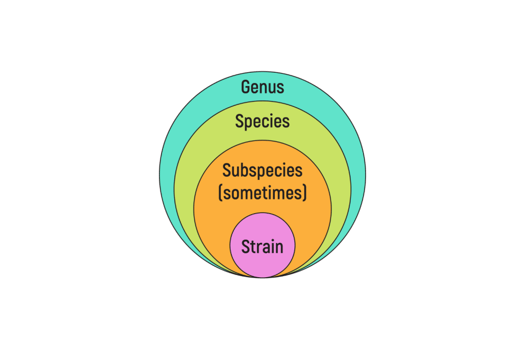 strain circle