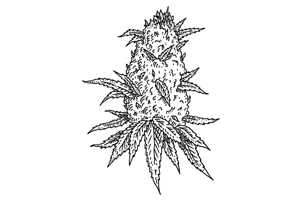 How Much Does A Quarter Pound of Weed Cost & How Long Will It Last? -  Tripsitter