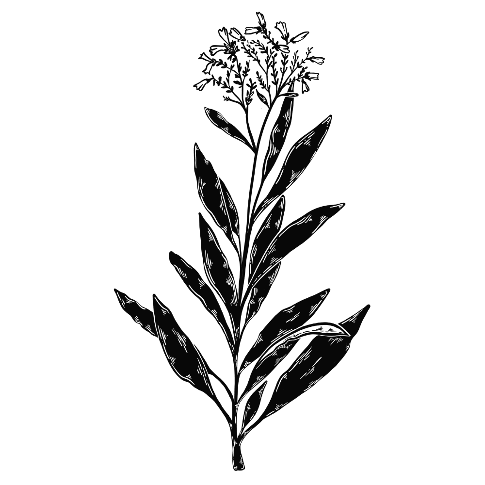 TOP SMOKABLE PLANTS Used Since Ancient Times